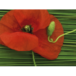 set de table coquelicot Lalalère Lyon France